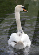 Swan and its two Cygnets