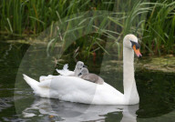 Swan and its two Cygnets