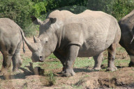 Saving Rhinos from poachers