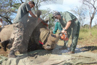 Saving Rhinos from poachers