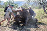 Saving Rhinos from poachers
