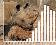 Saving Rhinos from poachers