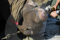 Saving Rhinos from poachers