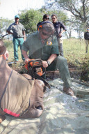 Saving Rhinos from poachers