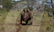 Saving Rhinos from poachers