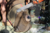 Saving Rhinos from poachers