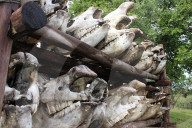 Saving Rhinos from poachers