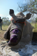Saving Rhinos from poachers