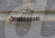 Toxic caterpillars invade east London apartment block