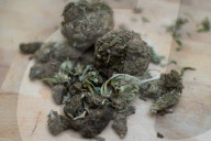 NEWS - Bundesrat will Ärzten das Verschreiben von Cannabis erlauben