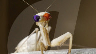 FEATURE - Wissenschaftler passen Käfer 3D-Brillen an, um zu sehen, was in ihrem Gehirn passiert, wenn sie jagen