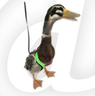 FEATURE - Mit Hausvögel an der Leine spazieren gehen