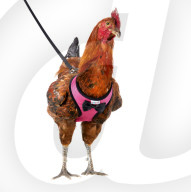 FEATURE - Mit Hausvögel an der Leine spazieren gehen