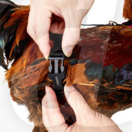 FEATURE - Mit Hausvögel an der Leine spazieren gehen