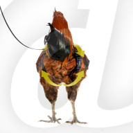 FEATURE - Mit Hausvögel an der Leine spazieren gehen