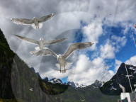 FEATURE - Norwegische Seemöwen im Anflug