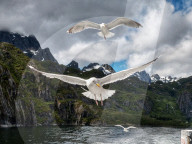FEATURE - Norwegische Seemöwen im Anflug