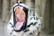 FEATURE - Gut gegähnt, Tiger!