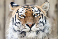 FEATURE - Gut gegähnt, Tiger!