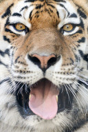FEATURE - Gut gegähnt, Tiger!