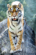 FEATURE - Gut gegähnt, Tiger!