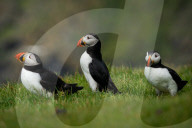 FEATURE - Papageientaucher im Hermaness National Nature Reserve auf der Shetland-Insel Unst