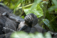 FEATURE - Sicher in den Armen seiner Mutter: Dieser acht Tage alte Baby-Gorilla ist einer von nur noch 400 in freier Wildbahn in Uganda