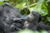 FEATURE - Sicher in den Armen seiner Mutter: Dieser acht Tage alte Baby-Gorilla ist einer von nur noch 400 in freier Wildbahn in Uganda
