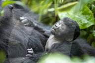 FEATURE - Sicher in den Armen seiner Mutter: Dieser acht Tage alte Baby-Gorilla ist einer von nur noch 400 in freier Wildbahn in Uganda