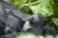 FEATURE - Sicher in den Armen seiner Mutter: Dieser acht Tage alte Baby-Gorilla ist einer von nur noch 400 in freier Wildbahn in Uganda