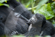 FEATURE - Sicher in den Armen seiner Mutter: Dieser acht Tage alte Baby-Gorilla ist einer von nur noch 400 in freier Wildbahn in Uganda