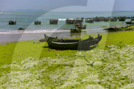 FEATURE - Invasion von Algen an den Stränden von Qingdao