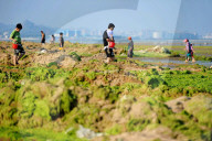 NEWS - Algenpest in Qingdao