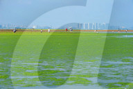 NEWS - Algenpest in Qingdao
