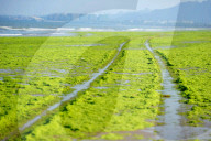 NEWS - Algenpest in Qingdao