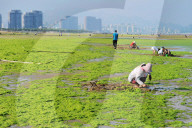 NEWS - Algenpest in Qingdao