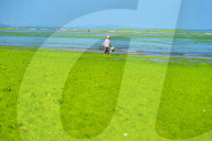 NEWS - Algenpest in Qingdao