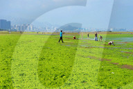 NEWS - Algenpest in Qingdao