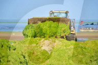 NEWS - Algenpest in Qingdao
