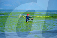 NEWS - Algenpest in Qingdao