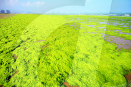 NEWS - Algenpest in Qingdao