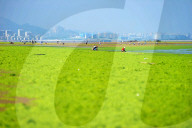 NEWS - Algenpest in Qingdao