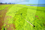 NEWS - Algenpest in Qingdao