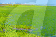 NEWS - Algenpest in Qingdao