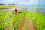NEWS - Algenpest in Qingdao