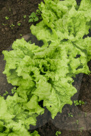 The Producers - growers of fine vegetables and herbs