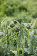 The Producers - growers of fine vegetables and herbs