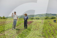 The Producers - growers of fine vegetables and herbs