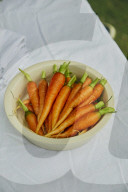 The Producers - growers of fine vegetables and herbs