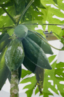 The Producers - growers of fine vegetables and herbs